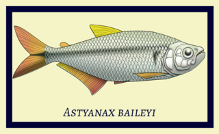 <i>Astyanax baileyi</i> Species of fish