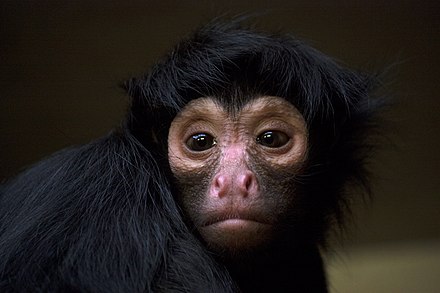 Темно обезьяна. Ateles paniscus. Обезьяны. Черная обезьянка. Маленькая черная обезьянка.