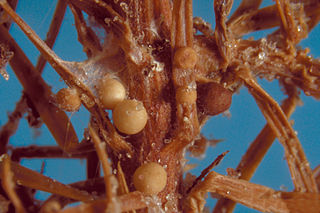 <i>Athelia rolfsii</i> Pathogen fungus