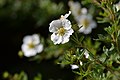 variety of Dasiphora fruticosa with white flowers