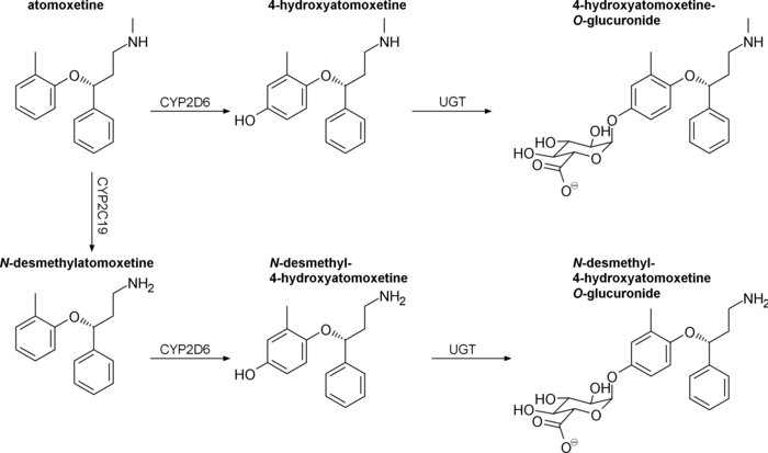 Major metabolites of atomoxetine in humans. Atomoxetine metabolism.png