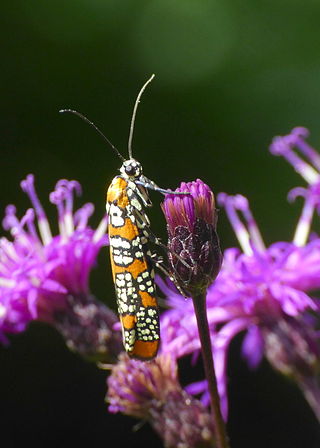 <span class="mw-page-title-main">Ailanthus webworm</span> Species of insect