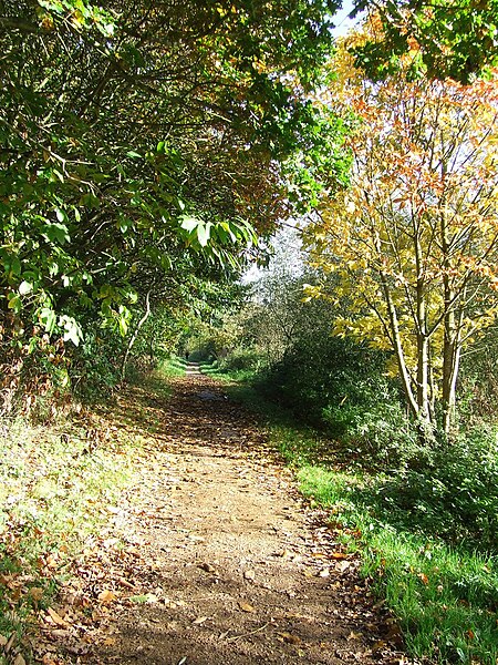 File:Autumn - geograph.org.uk - 3719630.jpg