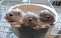 Gerbils, Meriones unguiculatus