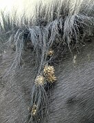 Graines de bardane transportées dans les poils d'un poney (zoochorie).