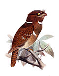 Thumbnail for 1877 in birding and ornithology