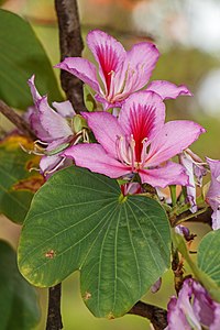 Bauhinia variegata Flowers