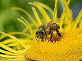 * Nomination Honey bee feeding. Helsinki Botanical Garden, Finland. -- Alvesgaspar 17:57, 21 November 2015 (UTC) * Promotion Lovely colors --Daniel Case 16:43, 29 November 2015 (UTC)