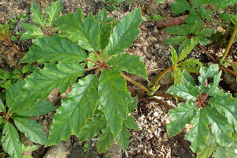 File:Begonia caroliniifolia kz2.jpg