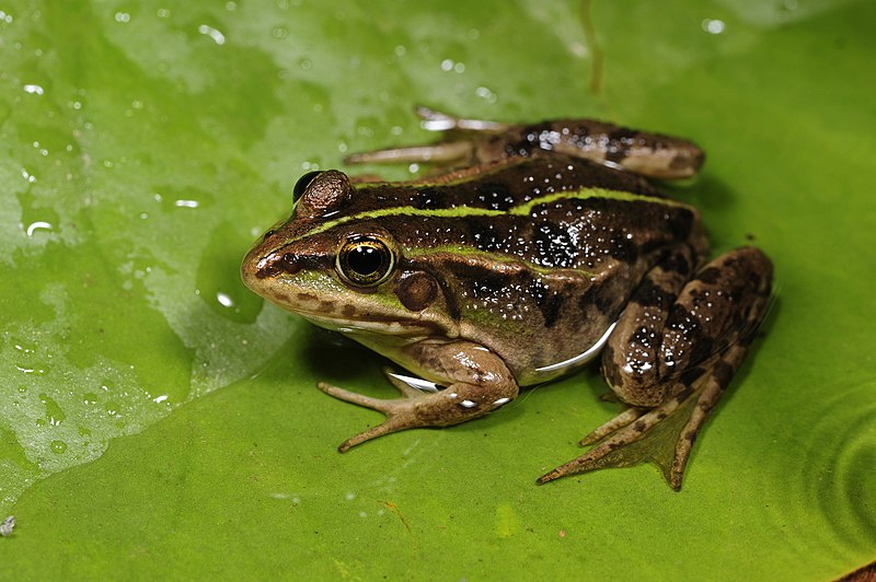 File:BennyTrapp Pelophylax shquipericus Montenegro.jpg