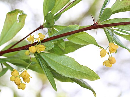 Tập_tin:Berberis_sieboldii_flower_s2.JPG