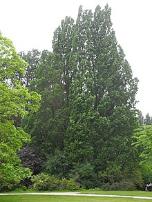 Bergpark Wilhelmshöhe - Baum 115 2019-06-16.JPG