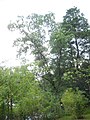 image=https://commons.wikimedia.org/wiki/File:Bergpark_Wilhelmshöhe_-_Baum_292_2020-07-22_a.JPG