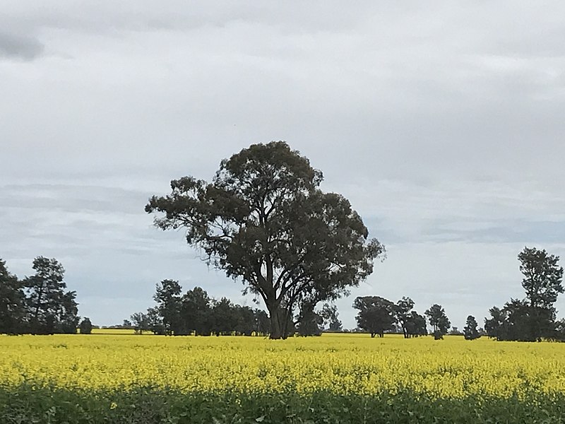 File:Berrigan Canola September 2017 001.JPG