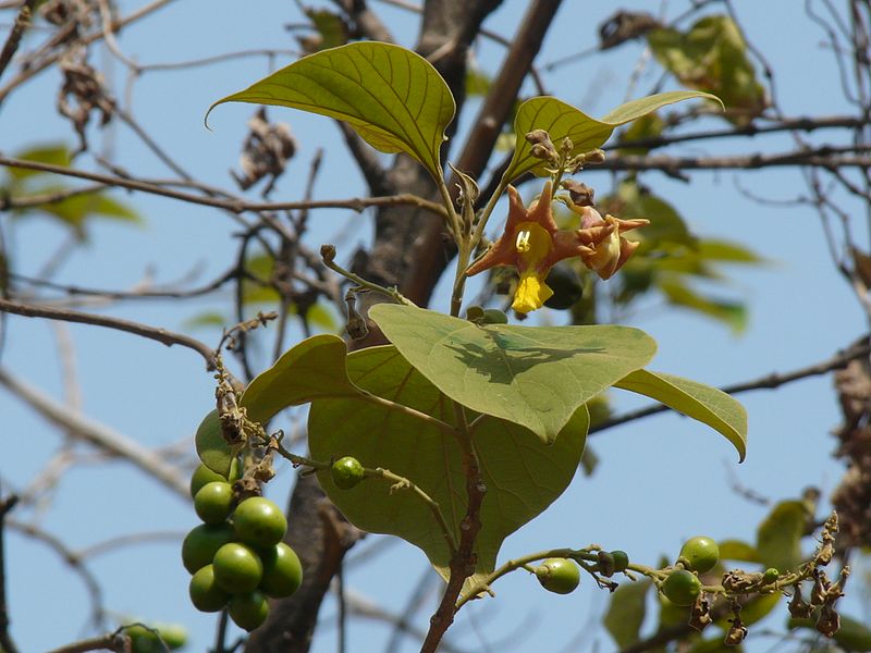 File:Bhadraparni (Hindi- भद्रपर्णी) (3440358011).jpg