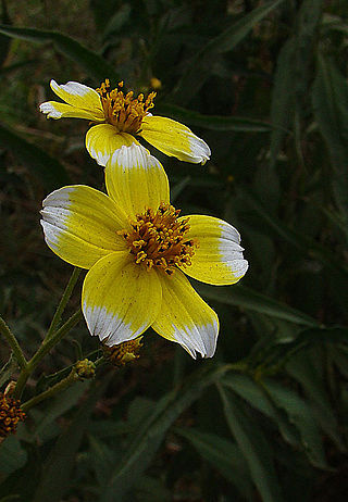 <i>Bidens aurea</i> North American species of flowering plant