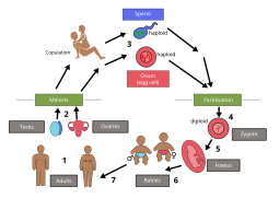 Biological life cycle of humans.svg