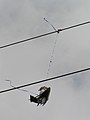 Bird hung by balloon ribbon.jpg