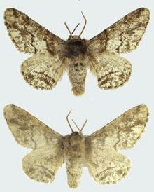 Biston marginata male upperside and underside.JPG