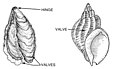 Bivalve (PSF).jpg