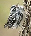 Thumbnail for File:Black-and-white Warbler Tex.jpg