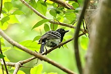 Hitam-didukung Antshrike (Thamnophilus melanonotus).jpg