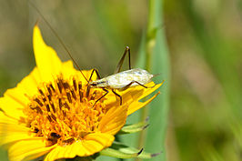 Oecanthus nigricornis