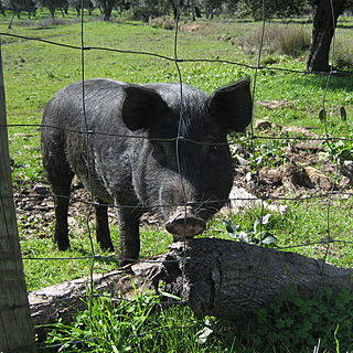 <span class="mw-page-title-main">Black Iberian pig</span> Breed of pig