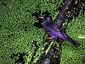 Forme à tête noire, Zoo de Dusit, Bangkok, Thaïlande