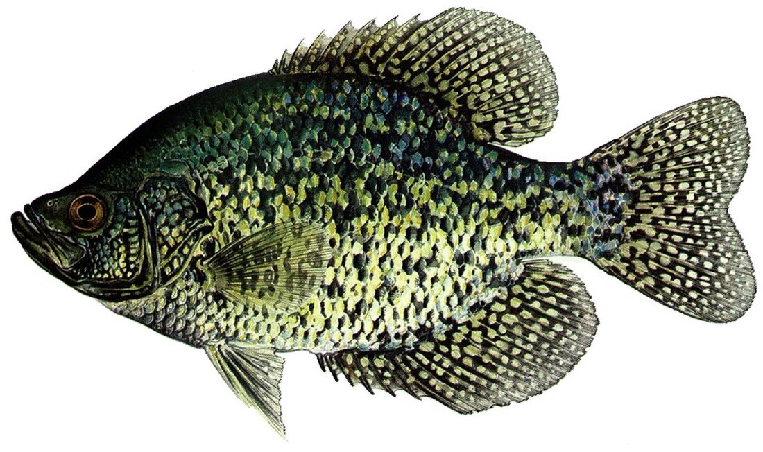 Crappie