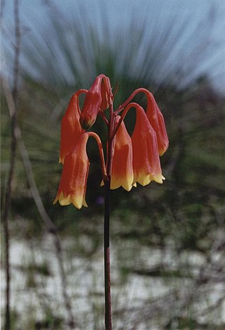 <i>Blandfordia grandiflora</i> Species of flowering plant