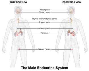 Endocrine system in the male