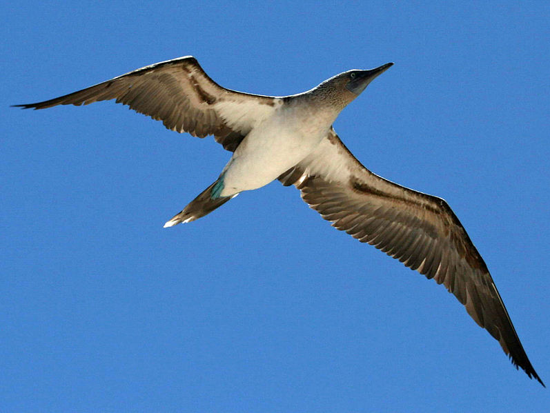 File:Blue-footed Booby Galapagos RWD2.jpg