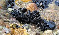 Live blue mussels on a rocky substrate