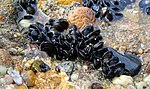 Blue mussel Mytilus edulis.jpg