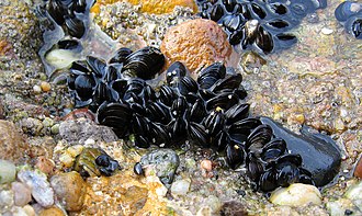 Mytilus edulis on a hard substrate Blue mussel Mytilus edulis.jpg