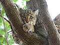 Bobcat-Texas-9123.jpg