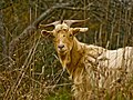 Thumbnail for Galician goat