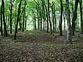 Probable Second World War bomb crater in Meenfield Wood, part of Shoreham Wood near Shoreham.