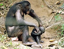Una femmina gioca con il suo piccolo, al Lola ya Bonobo