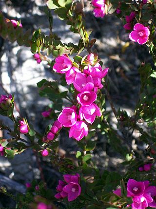 <i>Boronia serrulata</i> Species of flowering plant