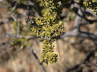 <i>Boscia</i> Genus of flowering plants