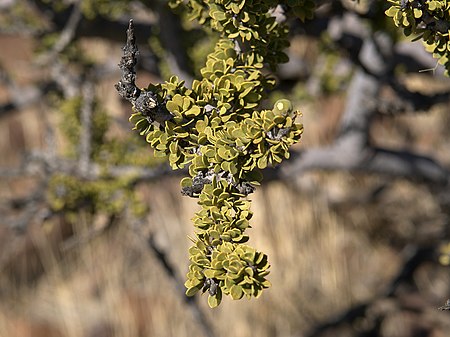 Boscia foetida.jpg