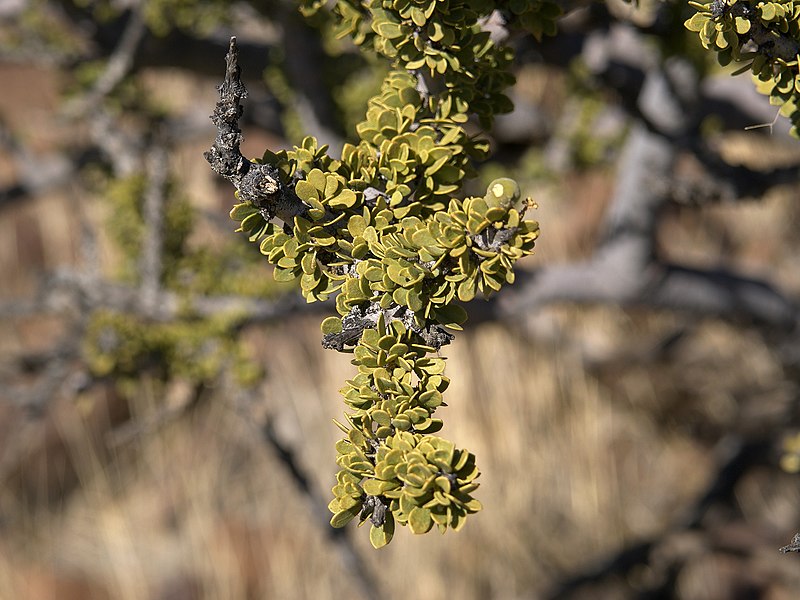 File:Boscia foetida.jpg