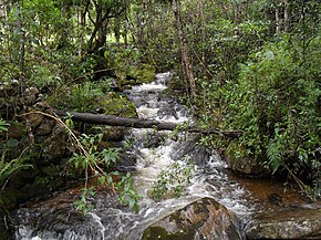 Bosque andino - Wikipedia, la enciclopedia libre