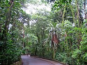 Bosque dos Jequitibás