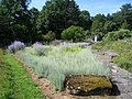 Hierbas en el Botanischer Garten der Universität Würzburg.