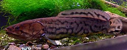 Thumbnail for File:Bowfin (Amia calva), Steinhart Aquarium, San Francisco, California.jpg