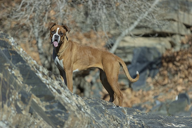 File:Boxer (dog) , Iran 08.jpg