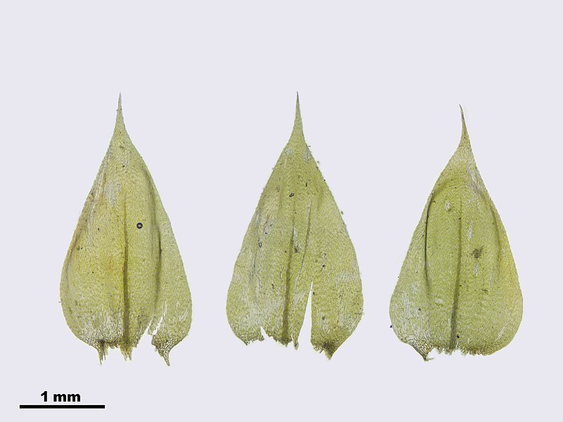 File:Brachythecium rutabulum (h, 144626-474800) 0203.JPG